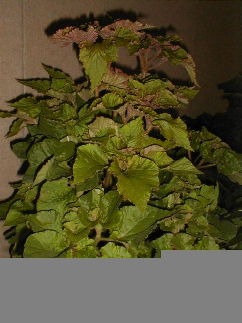 B. ‘Wimauma’